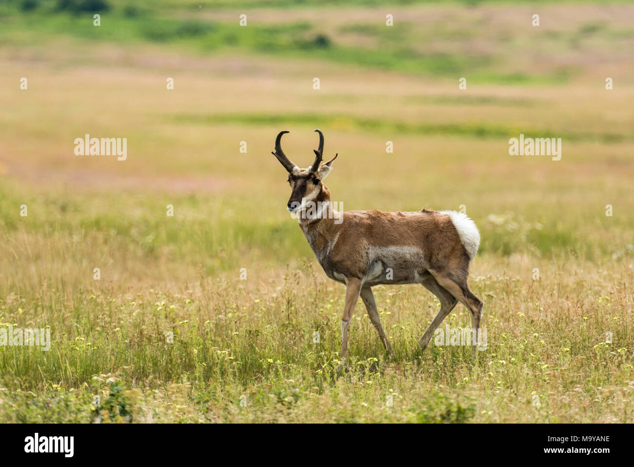 Pronghorn maschio il pascolo in un prato all'interno della National Bison Range, Montana, USA Foto Stock