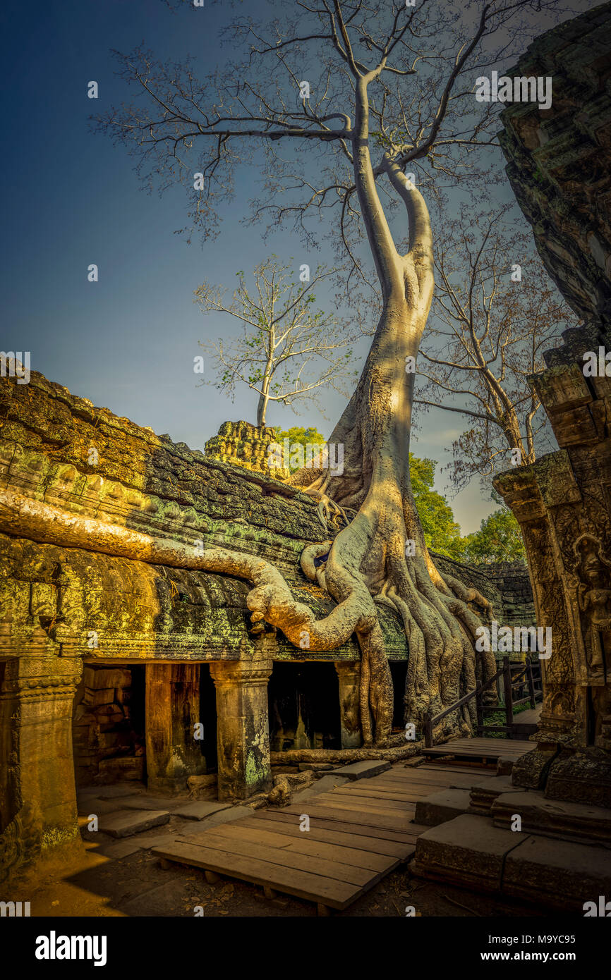 Asien, Kambodscha, Angkor Wat, Ta Prohm Foto Stock