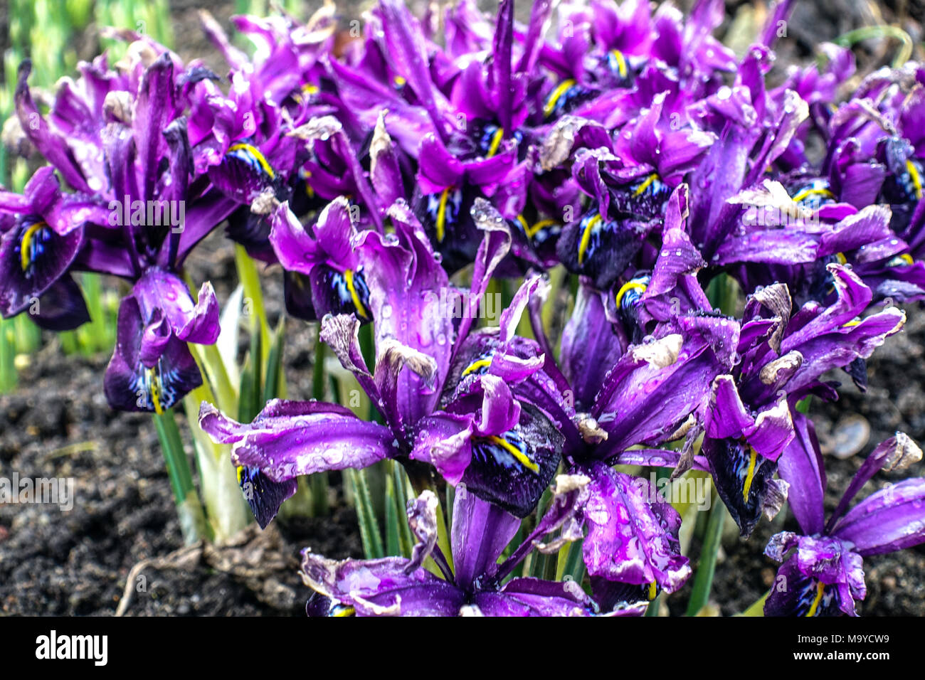 Viola Iris reticulata 'George', nani iris clumps fiori marzo Foto Stock