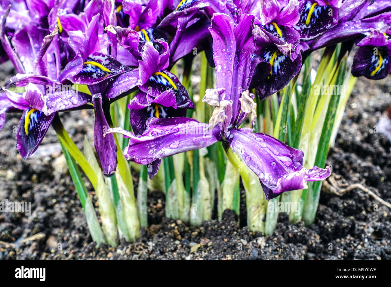 Iris reticolata 'George', steli e fiori di iride nani Foto Stock
