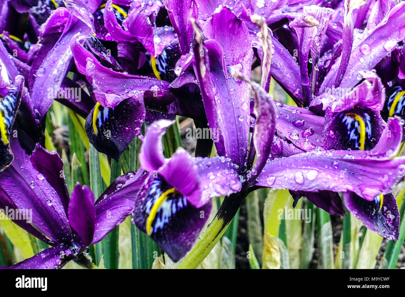 Gocce di pioggia di fiori di Iris reticolata 'George' Foto Stock