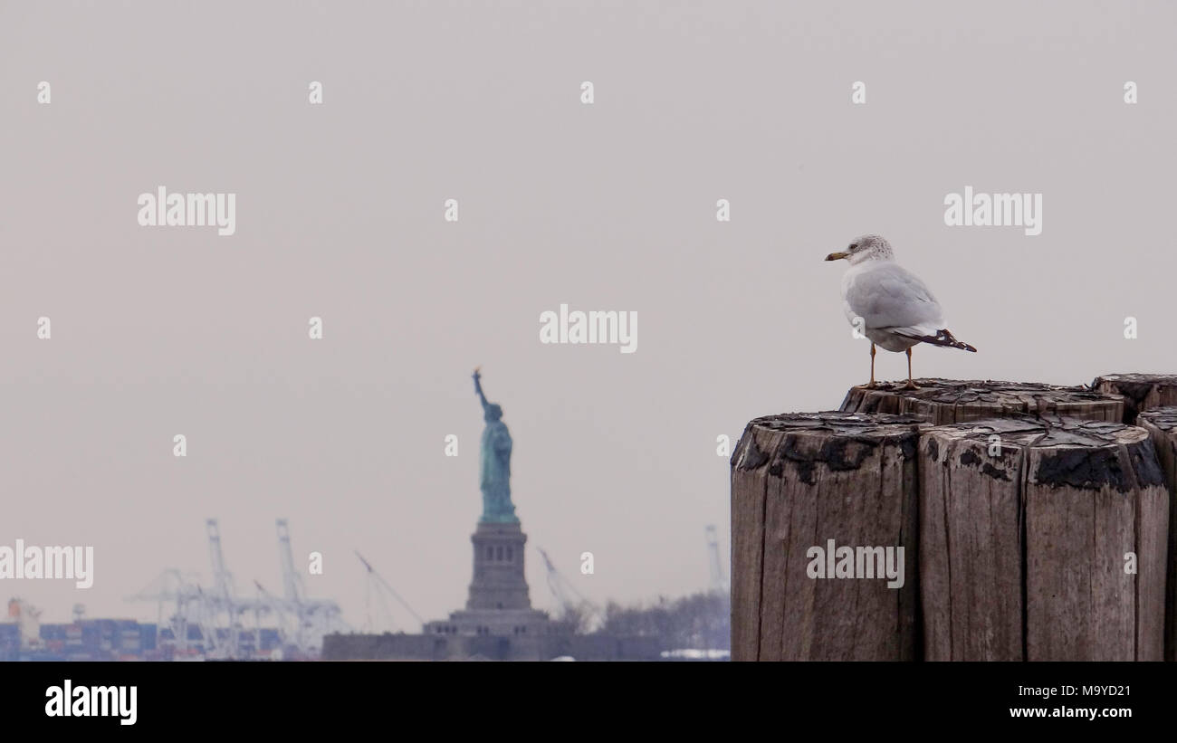 Seagull seduto su una quota di partecipazione nella parte anteriore della statua della libertà di New York, gabbiano bianco nella parte anteriore del cielo e la statua Foto Stock