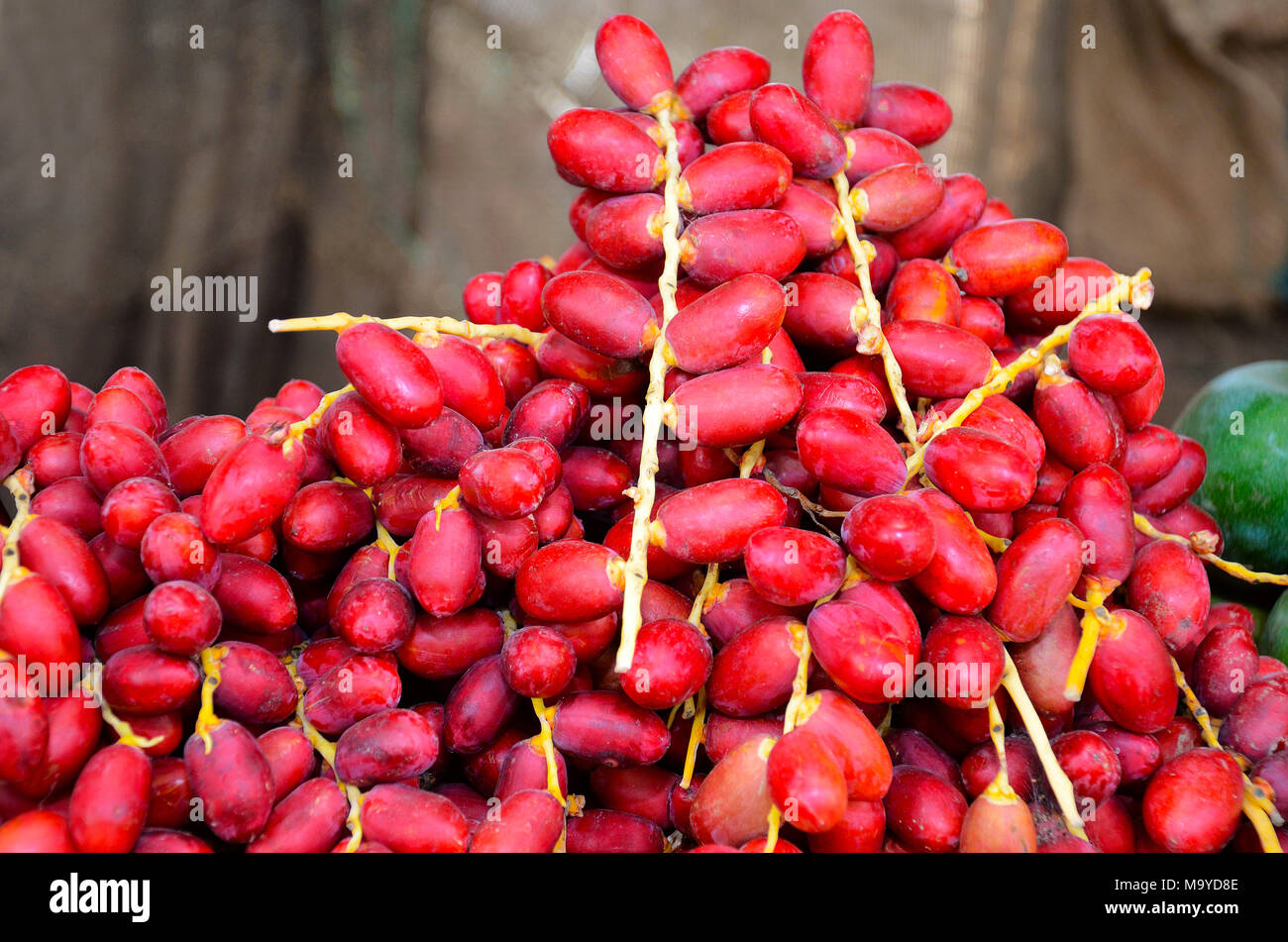 Frutti rossi, vicino a Pune, Maharashtra, India Foto Stock