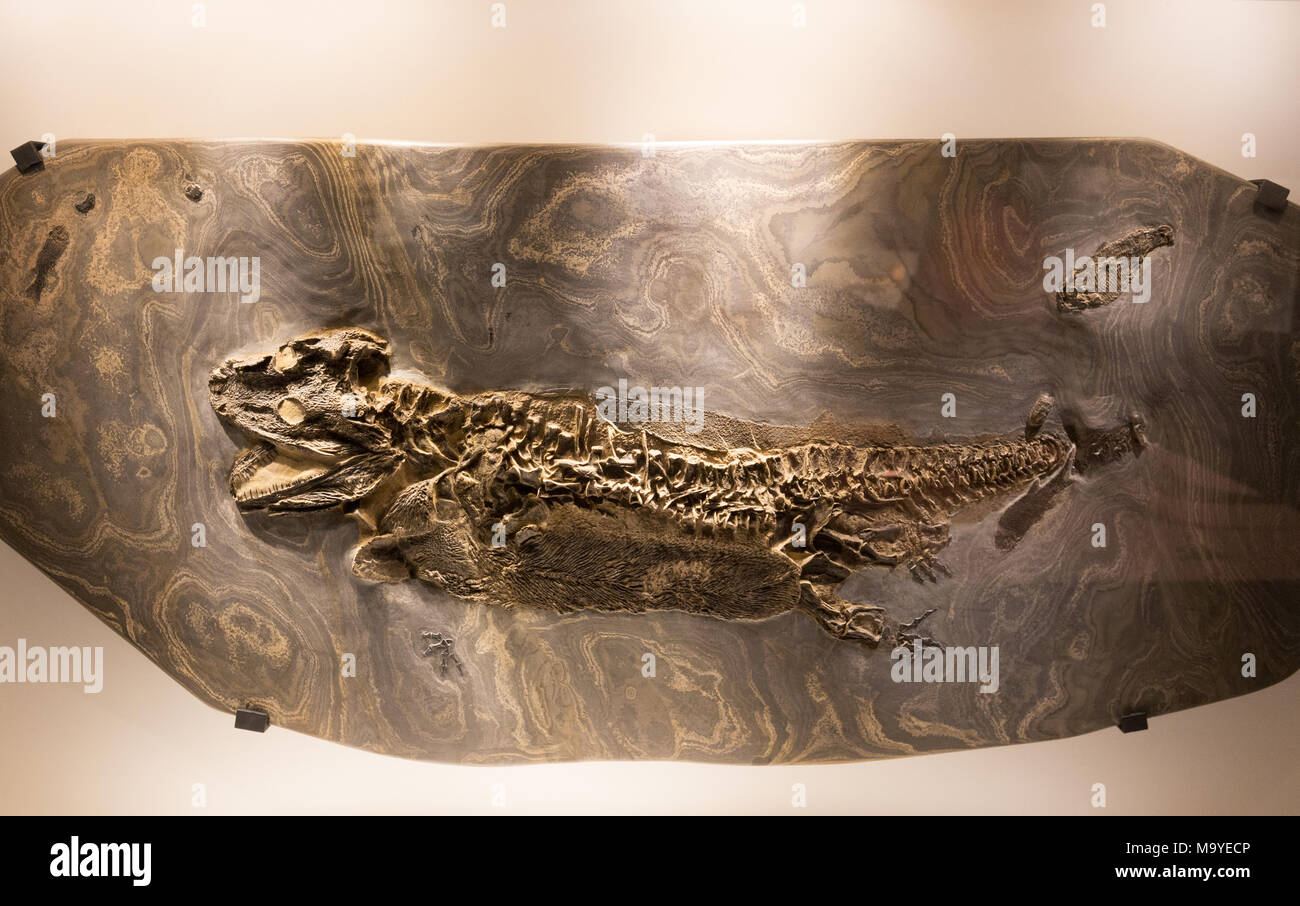 Archegosaur fossile, Houston Museo di Scienza Naturale, Houston, Texas, Stati Uniti d'America Foto Stock