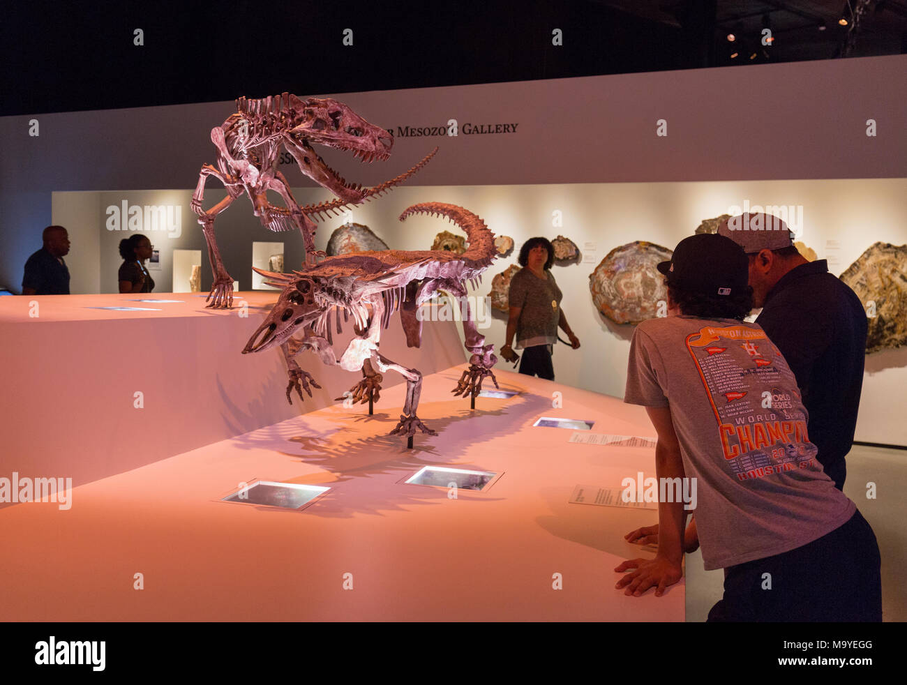 I visitatori del museo guardando i dinosauri, Houston Museo di Scienza Naturale, Houston, Texas, Stati Uniti d'America Foto Stock