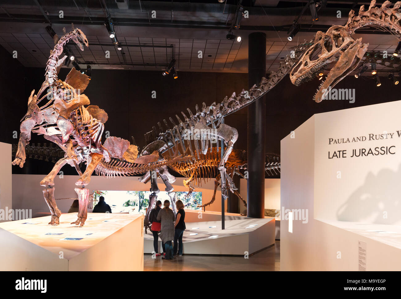 Persone che guardano i dinosauri, scheletri di dinosauri e fossili di dinosauro a Houston Museo di Scienza Naturale, Houston, Texas, Stati Uniti d'America Foto Stock