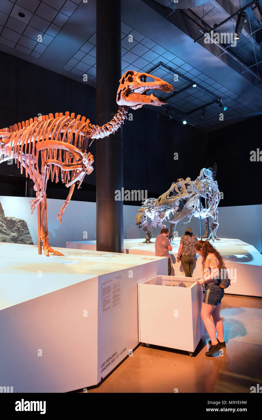 Le persone in cerca di fossili di dinosauro, Houston Museo di Scienza Naturale, Houston, Texas, Stati Uniti d'America Foto Stock