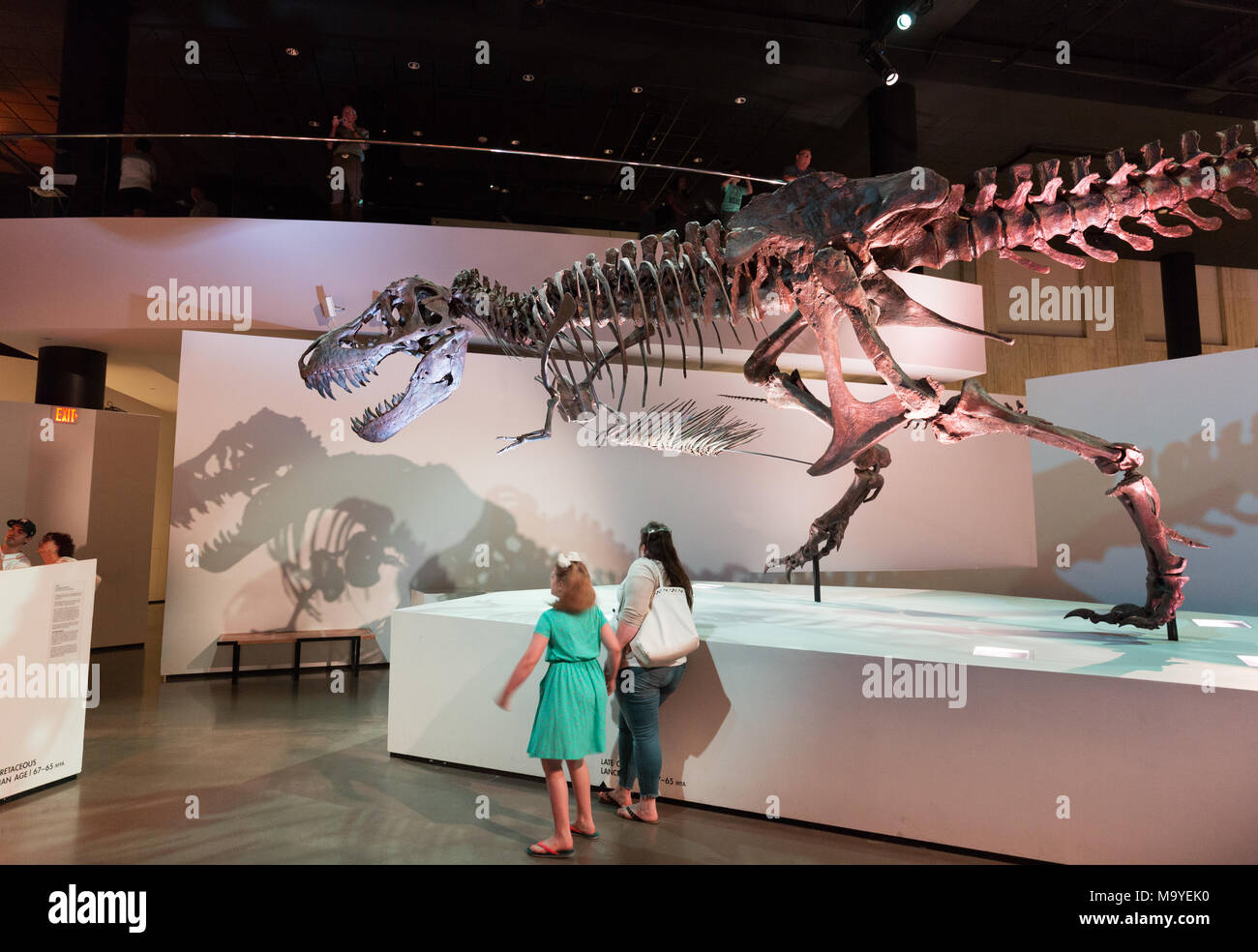 La madre e il bambino guardando un T Rex fossile di il tirannosauro Rex dinosauro, Houston Museo di Scienza Naturale, Houston, Texas, Stati Uniti d'America Foto Stock