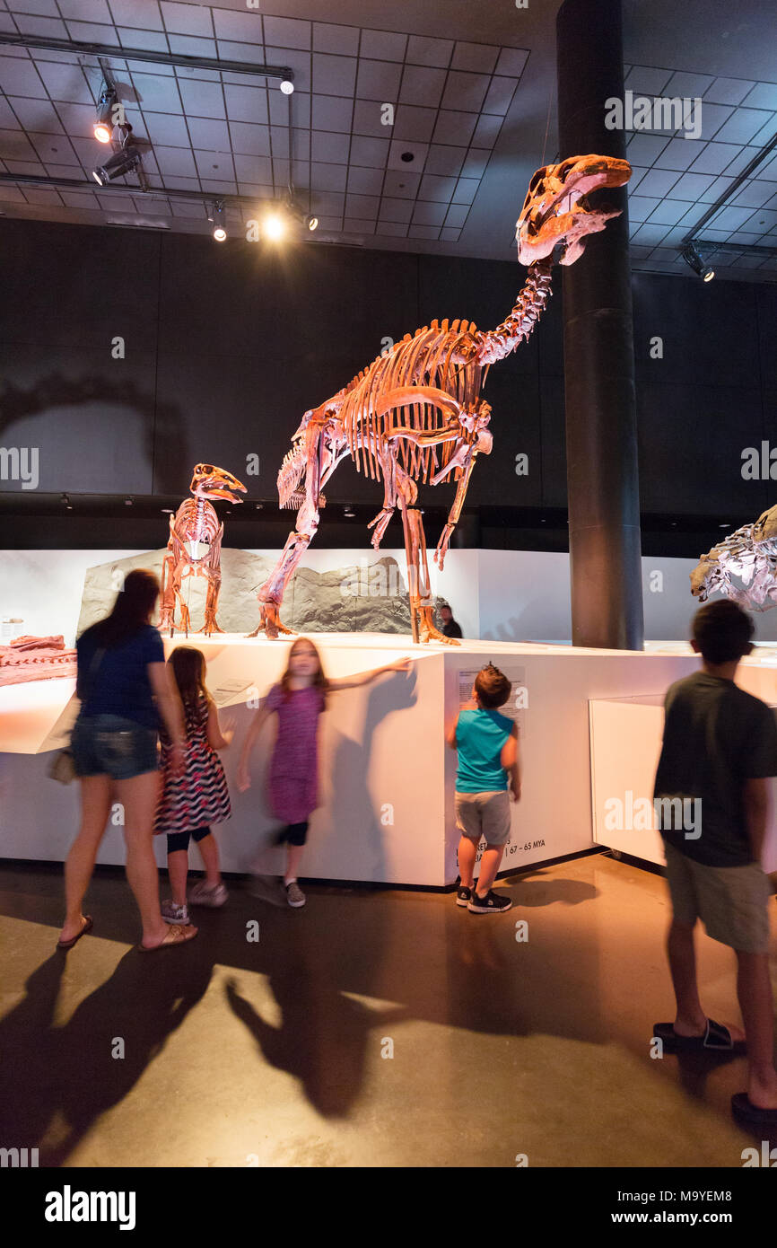 I bambini guardando gli scheletri di dinosauri, Houston Museo di Scienza Naturale, Houston, Texas, Stati Uniti d'America Foto Stock