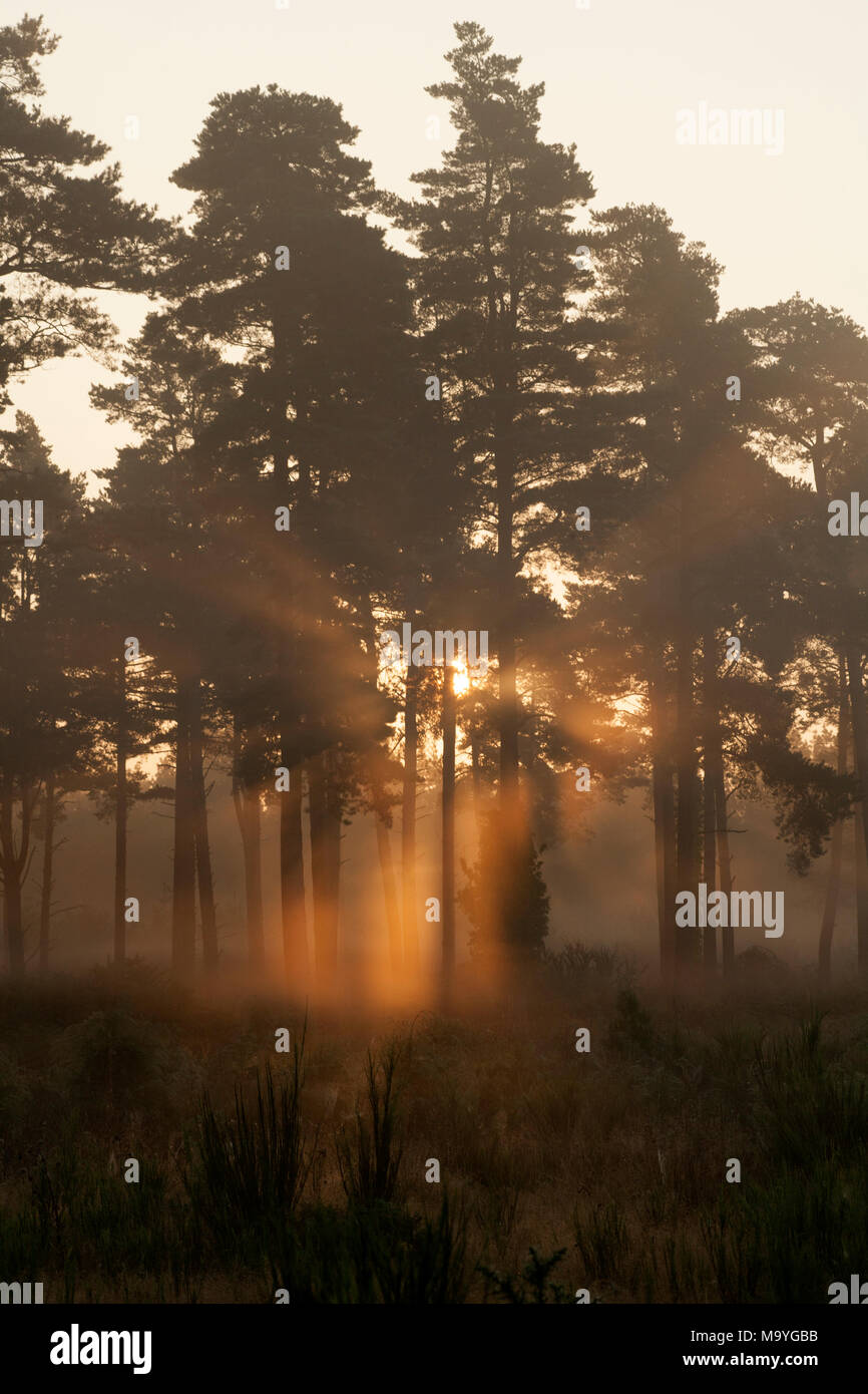 Rising Sun all'alba attraverso il pino silvestre, Dorset England Regno Unito GB Foto Stock