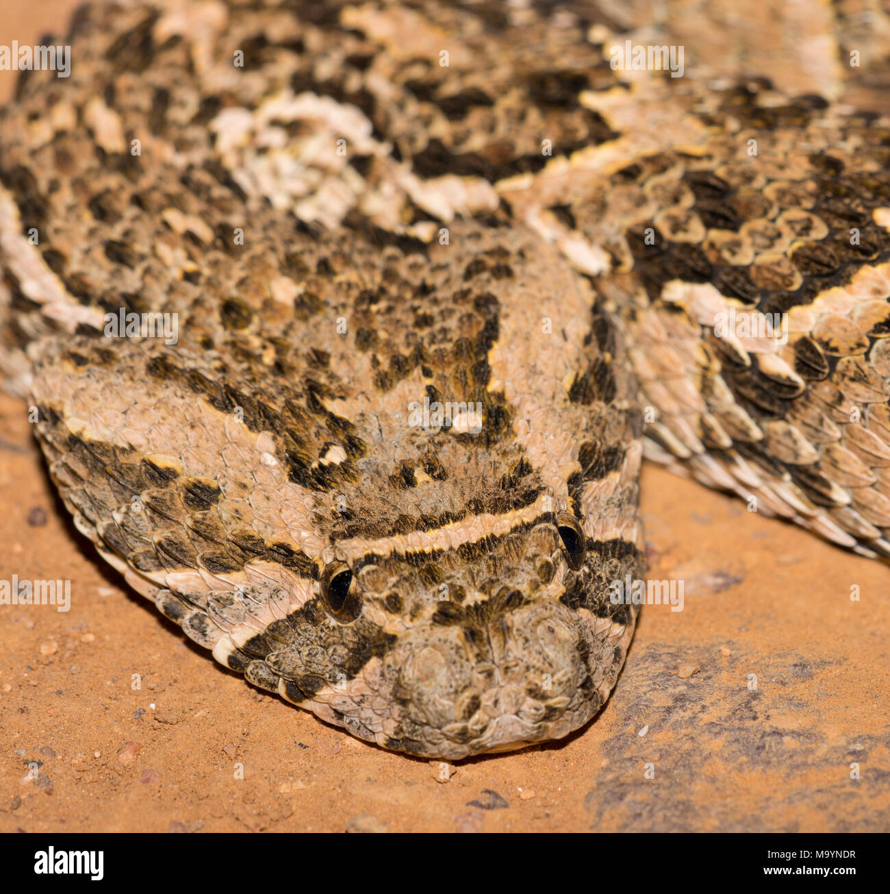 Puff sommatore (Bitis arietans) in Marocco in Nord Africa. Foto Stock