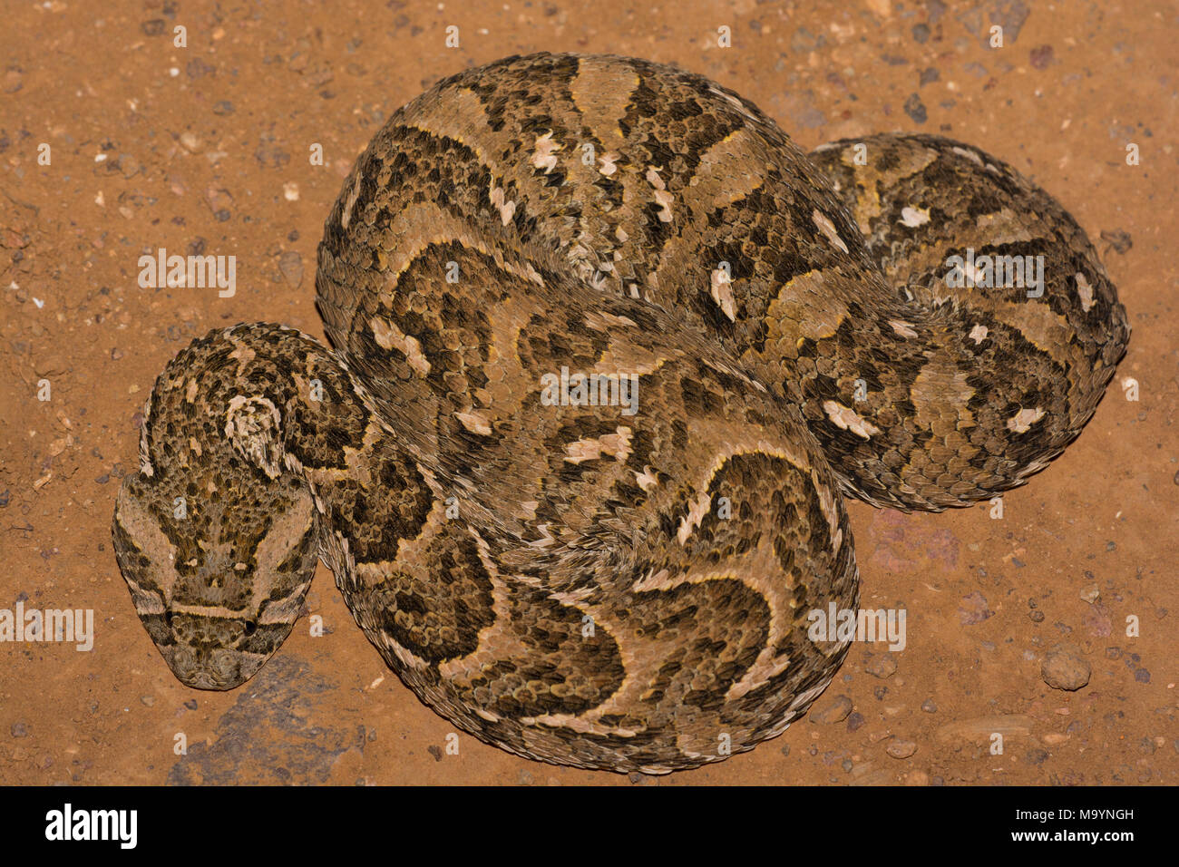 Puff sommatore (Bitis arietans) in Marocco in Nord Africa. Foto Stock