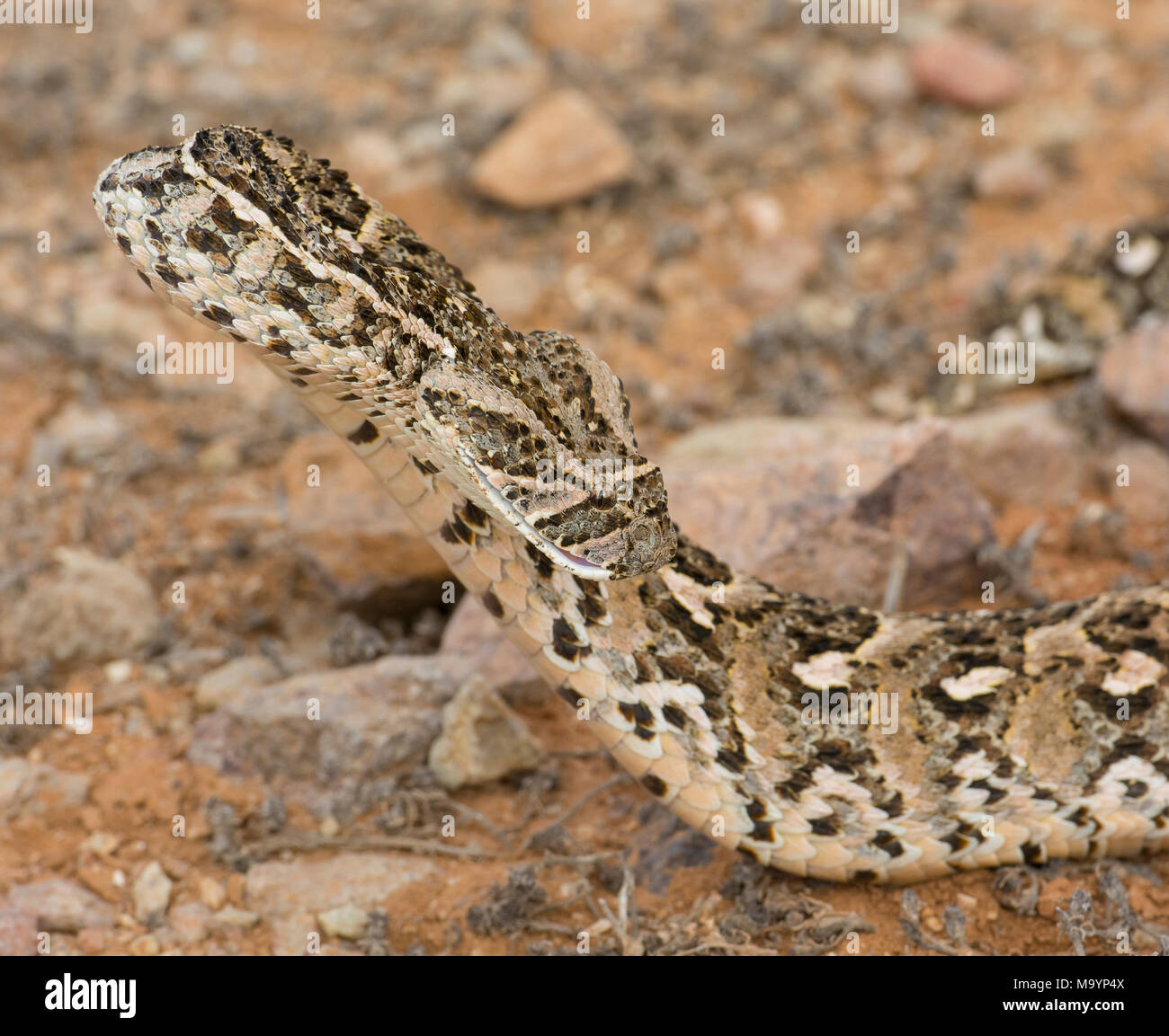 Puff sommatore (Bitis arietans) in Marocco in Nord Africa. Foto Stock