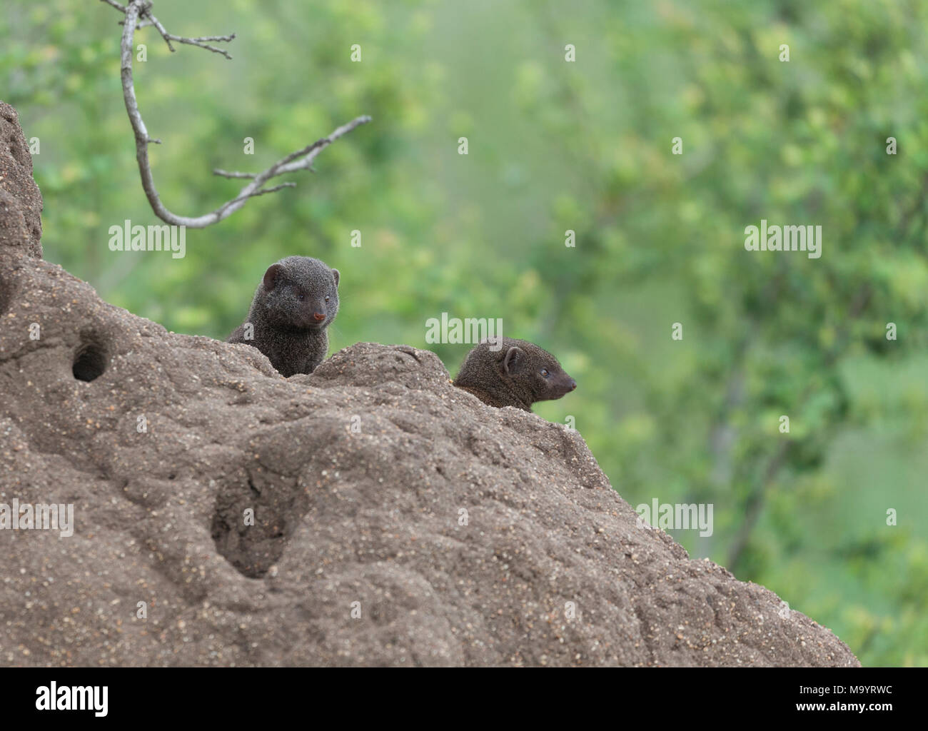 Due Mongooses nana, Helogale parvula, guardando le termite mound che la loro famiglia ha preso in consegna; Kruger NP, Sud Africa Foto Stock