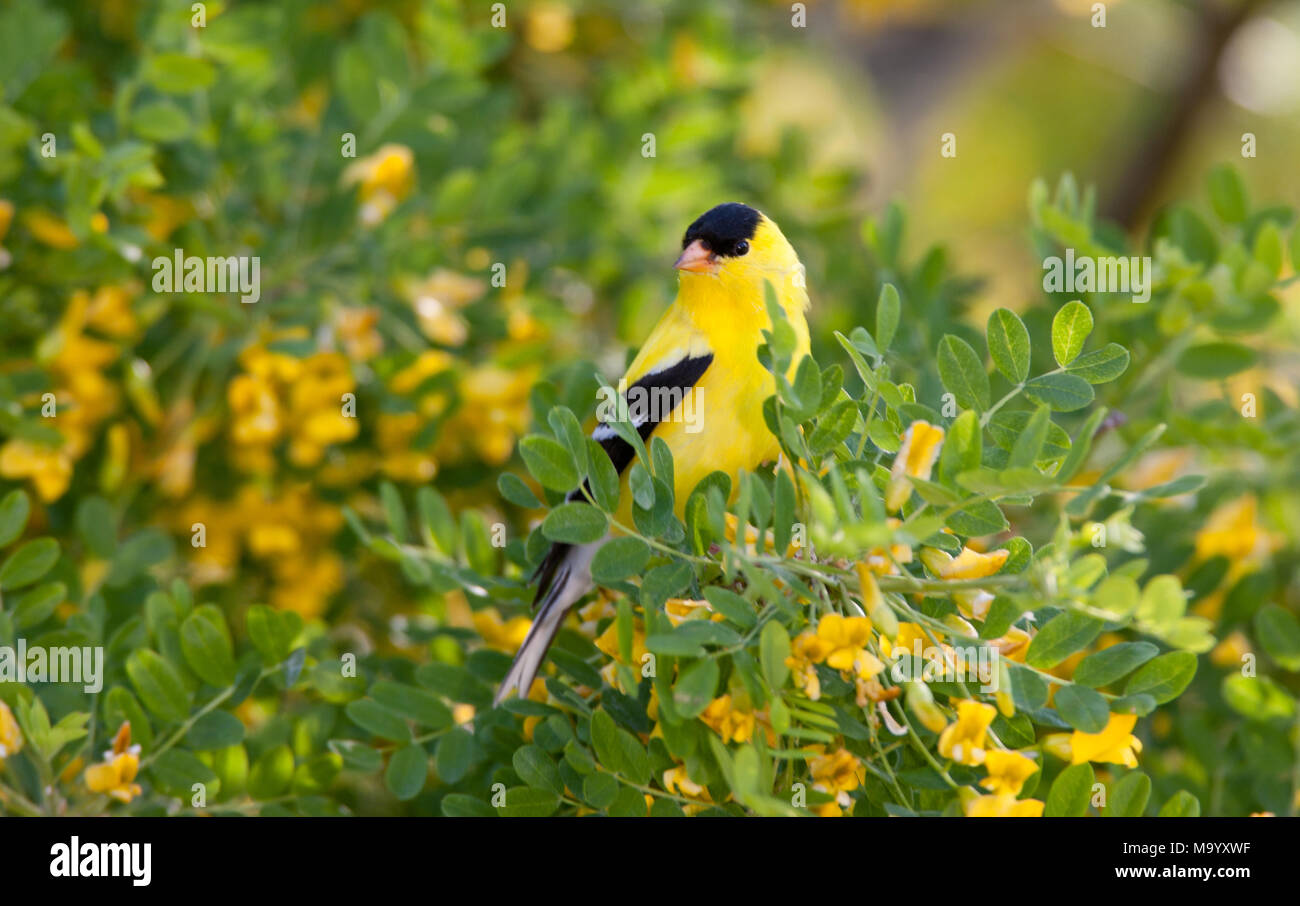 American Goldfinch in Perching Flowers Bird Songbird Ornithology Scienza natura natura ambiente Foto Stock