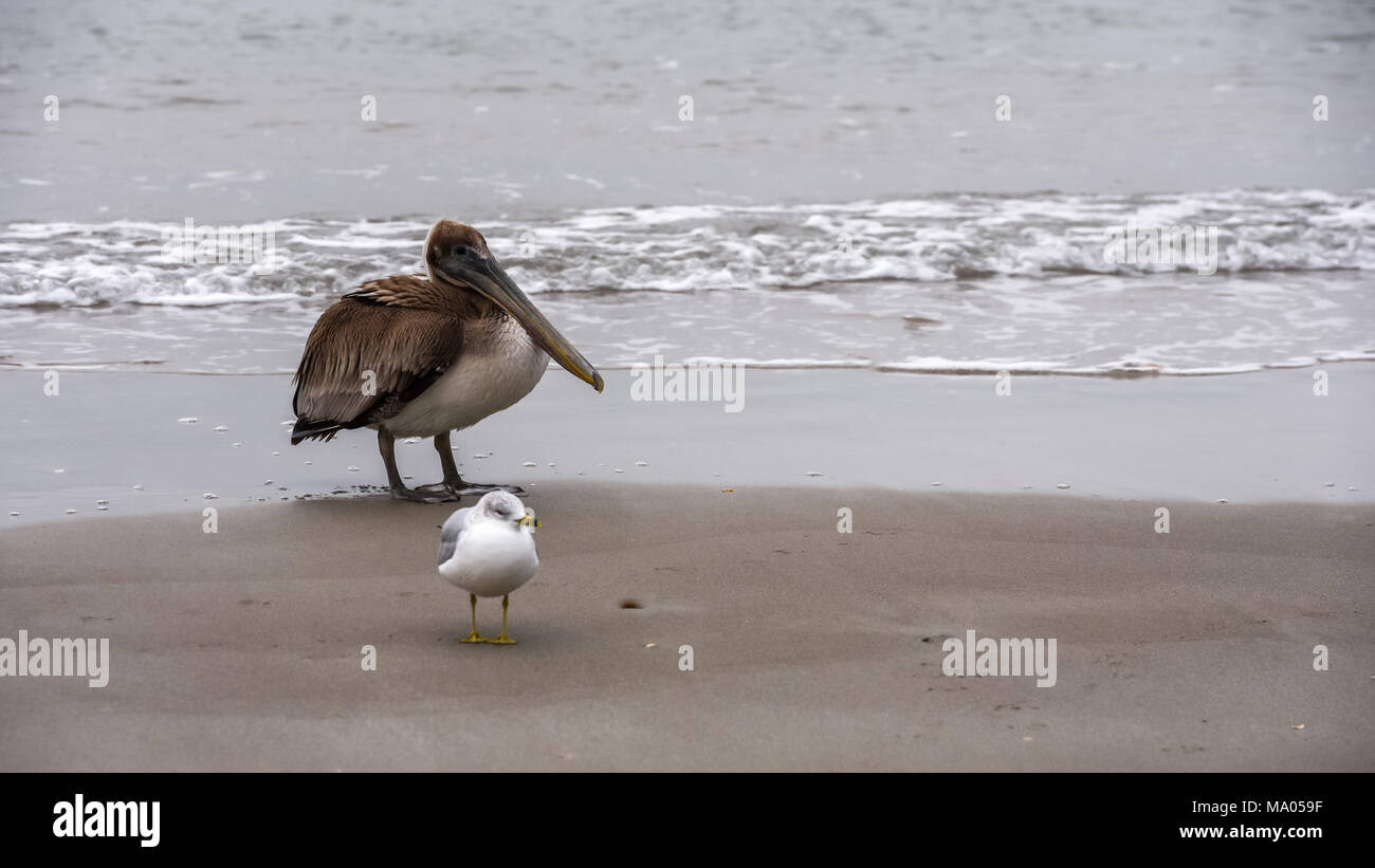 Pelican e seagull in piedi nella sabbia al bordo dell'acqua. Foto Stock