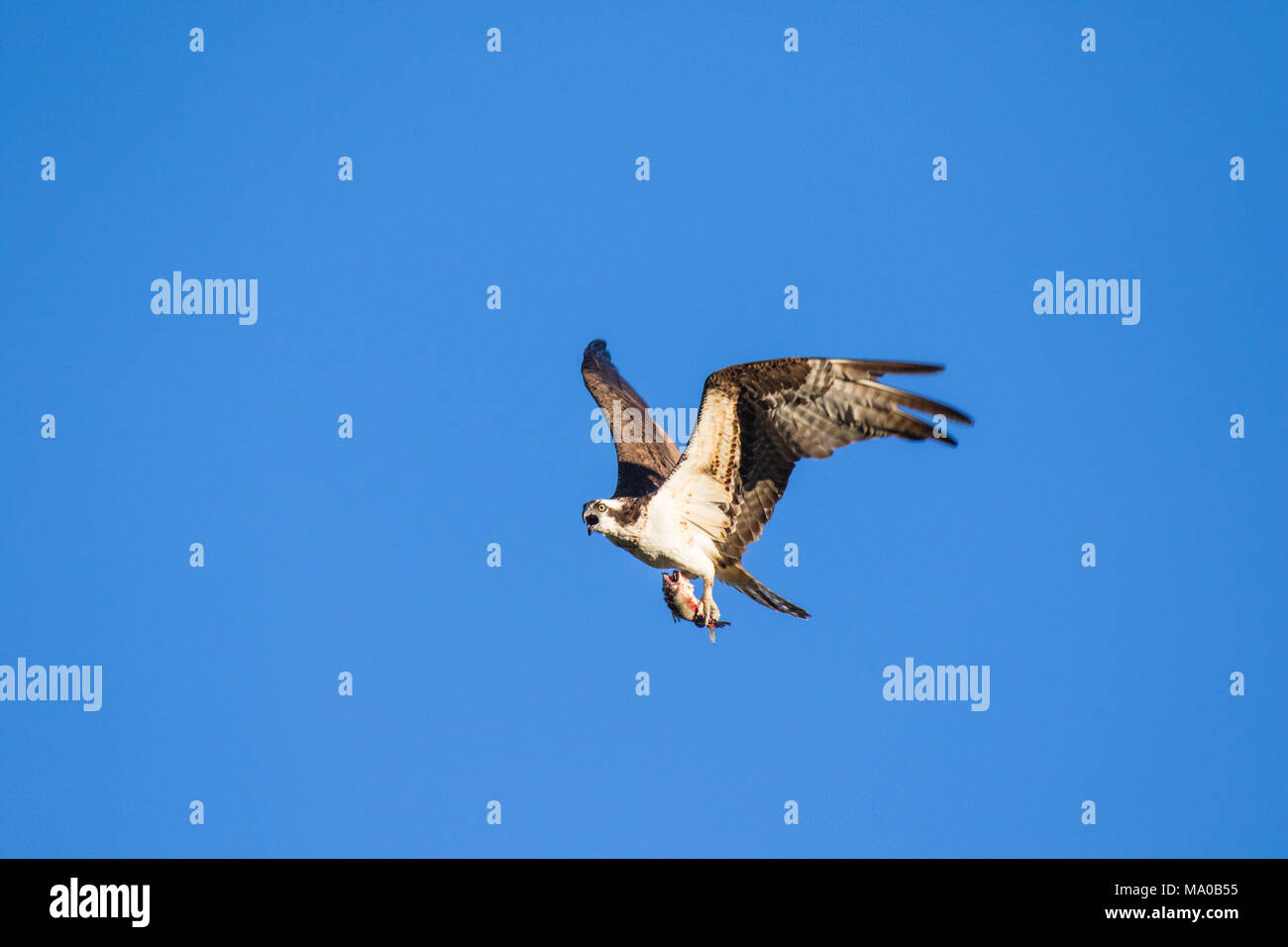 Falchi Pescatori per la cattura di pesce, battenti osprey. Sfondo cielo Western Osprey Pandion haliaetus. fish-mangiare gli uccelli rapaci. Mackenzie river, NWT, Canada Foto Stock