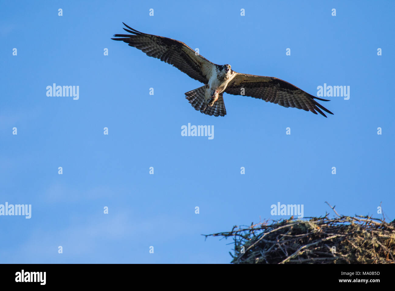 Falco pescatore (Pandion haliaetus) battenti con pesce in artigli. Mackenzie river, Northwest Territories ( NWT) Canada Foto Stock