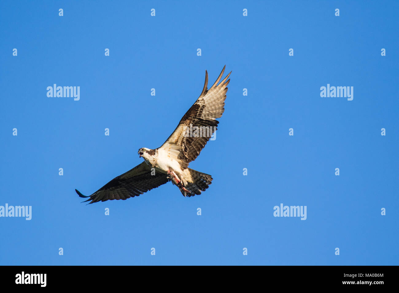 Falco pescatore (Pandion haliaetus) battenti con pesce in artigli. Mackenzie river, Northwest Territories ( NWT) Canada Foto Stock