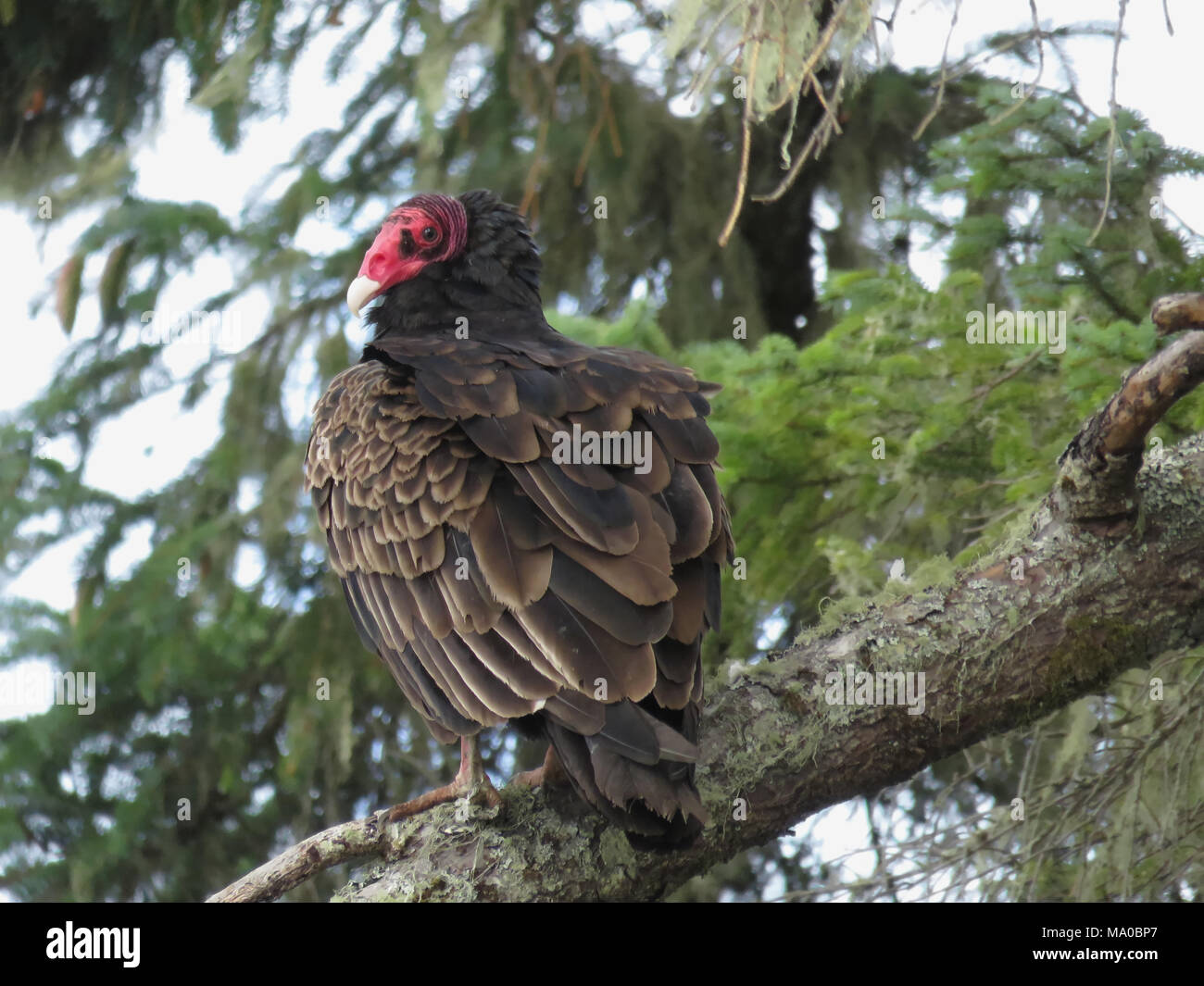 Il tacchino selvatico vulture (Cathartes aura) seduto su un albero nel sud-ovest dello stato di Washington, USA Foto Stock