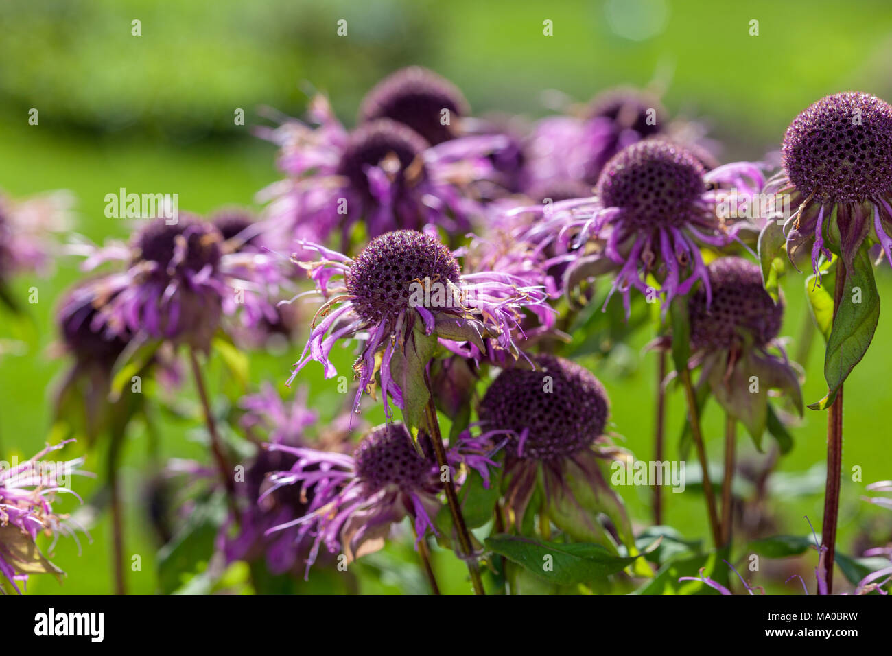 Redpurple Beebalm, Temynta (Monarda russeliana) Foto Stock