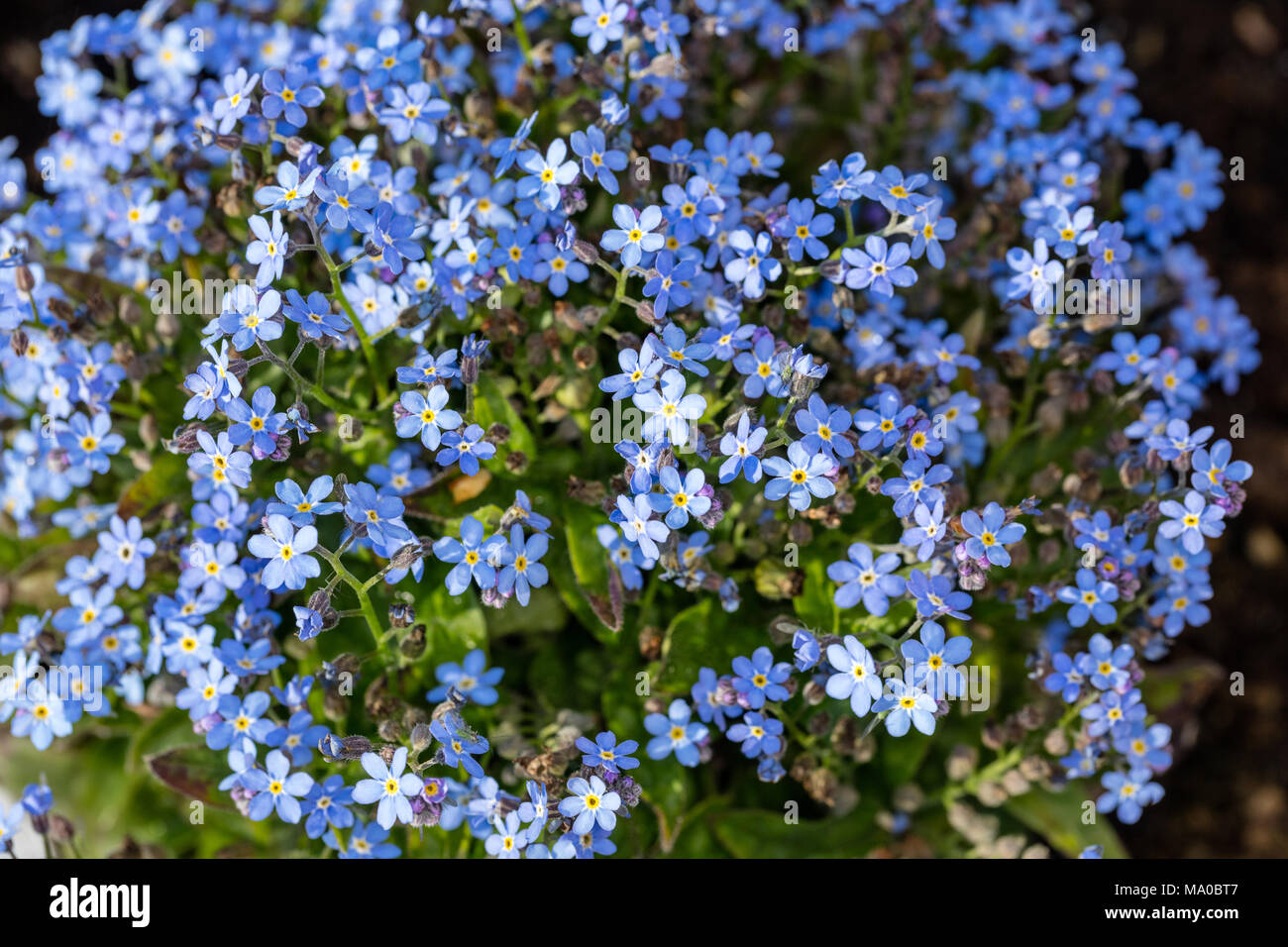 Dimenticare alpino-me-non, Alpförgätmigej (Myosotis alpestris) Foto Stock