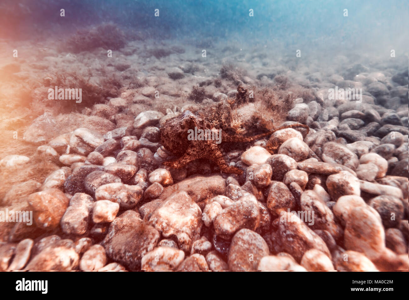 Starfish sul fondo pietroso, incredibile natura sottomarina, bellissimo sfondo naturale, natura esotica del mar Mediterraneo, la fauna selvatica in Grecia Foto Stock