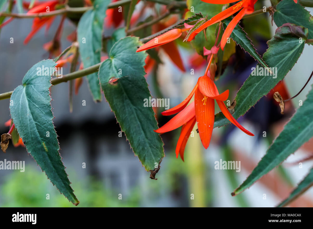 Orange begonia fioriture dei fiori nel giardino Foto Stock