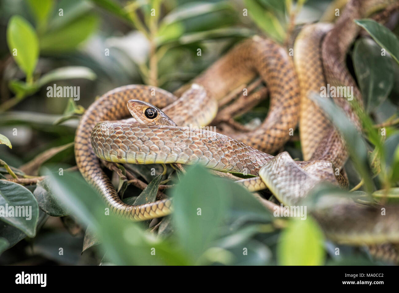 Brown tree snake in appoggio nelle succursali di una fattoria di serpenti nel Delta del Mekong Vietnam Foto Stock