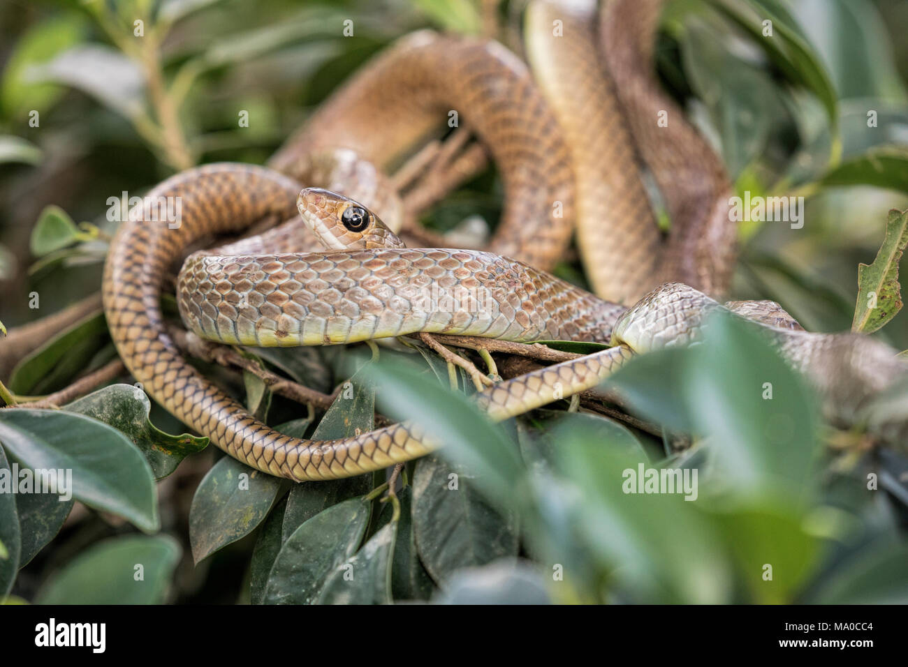 Brown tree snake in appoggio nelle succursali di una fattoria di serpenti nel Delta del Mekong Vietnam Foto Stock