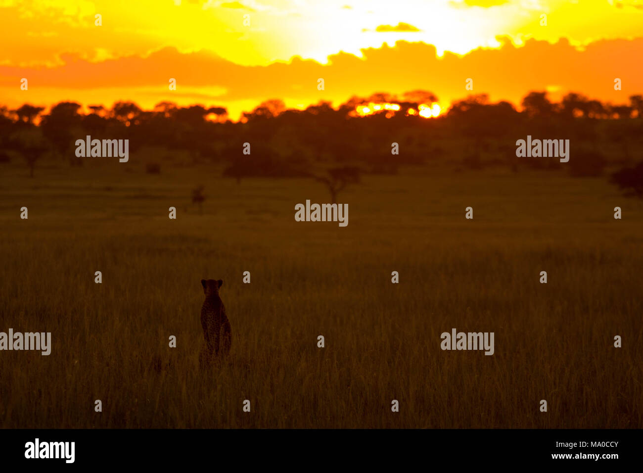 Cheetah africani davanti al tramonto Foto Stock
