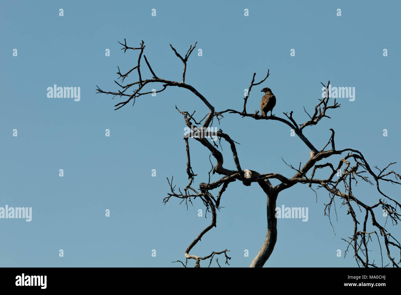 Piccolo Falco nel vecchio albero di fronte blu cielo Foto Stock