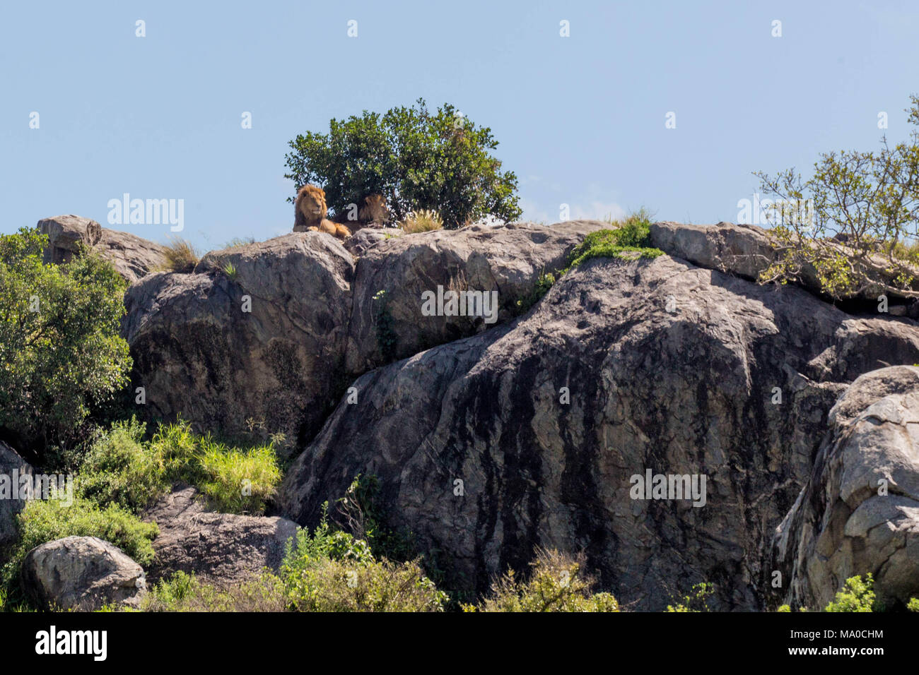 Leoni africani sulle rocce nella parte anteriore del cielo blu a prendere il sole Foto Stock