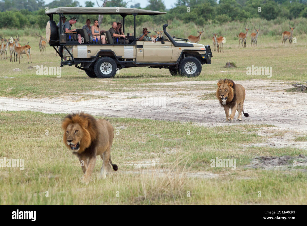 Leoni africani (Panthera leo). Essere osservate da eco-turisti in Safari da un lato aperto quattro ruote. Foto Stock