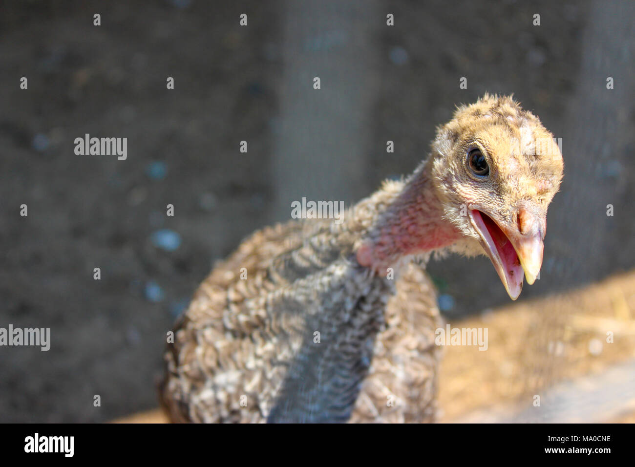 Baby Chicken , glabre, Turchia Foto Stock