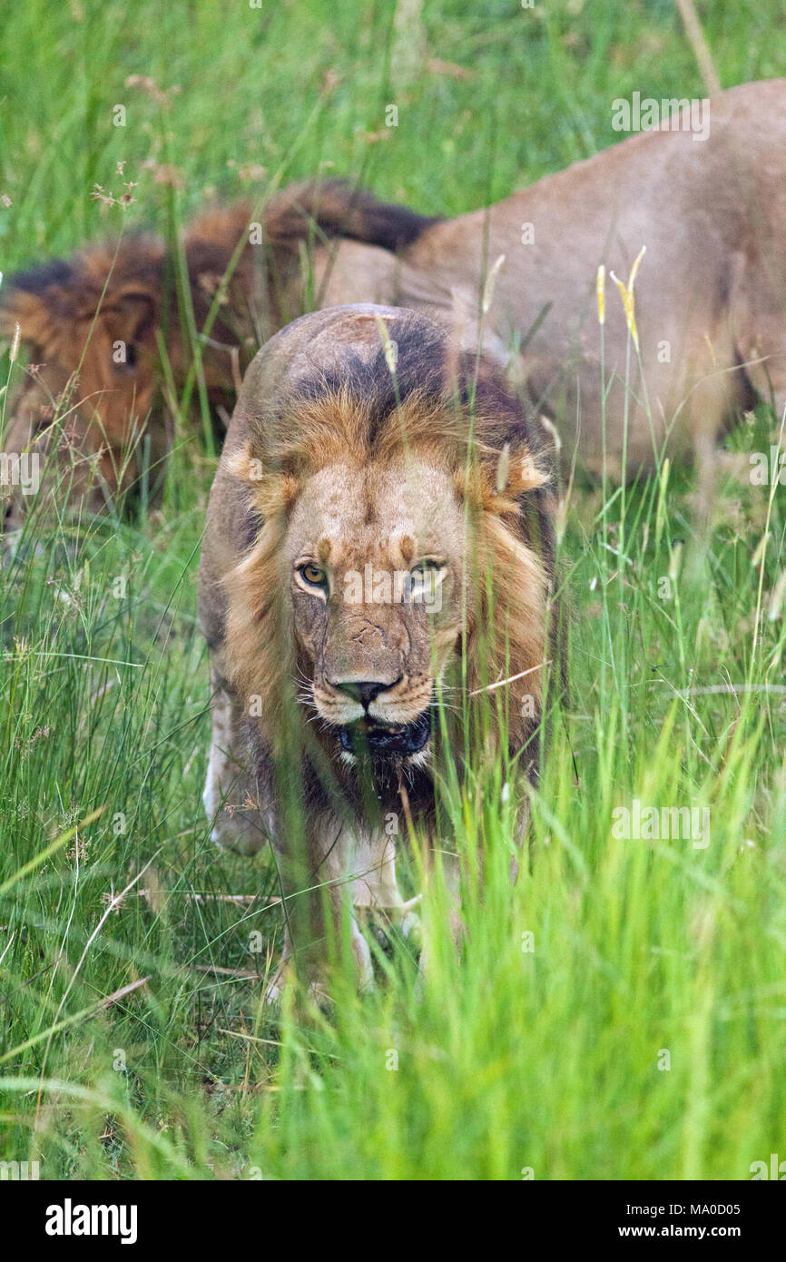 Leoni africani (Panthera leo). I maschi adulti. Foto Stock
