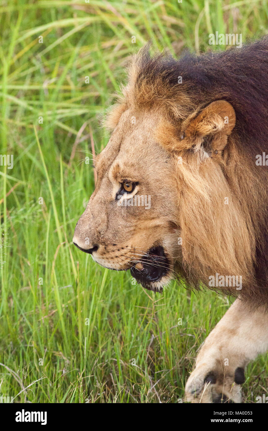 Lion (Panthera leo). Maschio adulto. Profilo di testa. Avvicinando. Okavango Delta. Il Botswana. L'Africa. Foto Stock