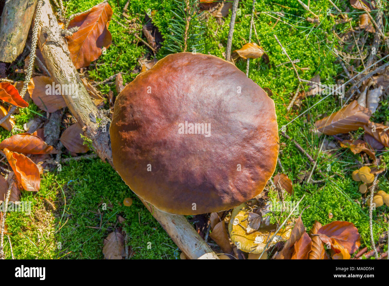 Alta angolazione di una baia bolete fungo nel retro naturale Foto Stock