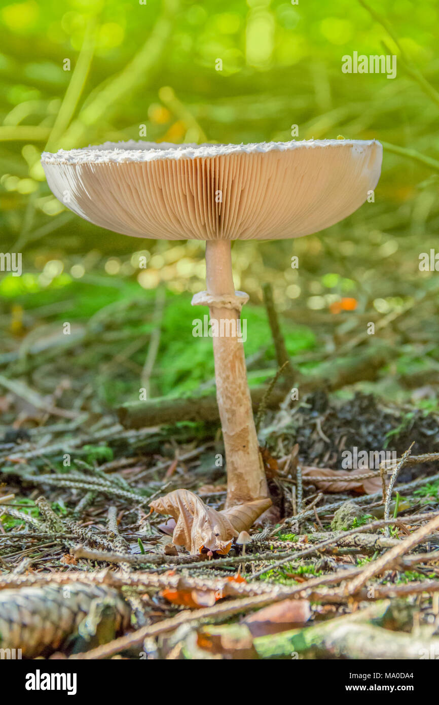 Bassa angolazione di un ombrellone funghi nel retro naturale Foto Stock
