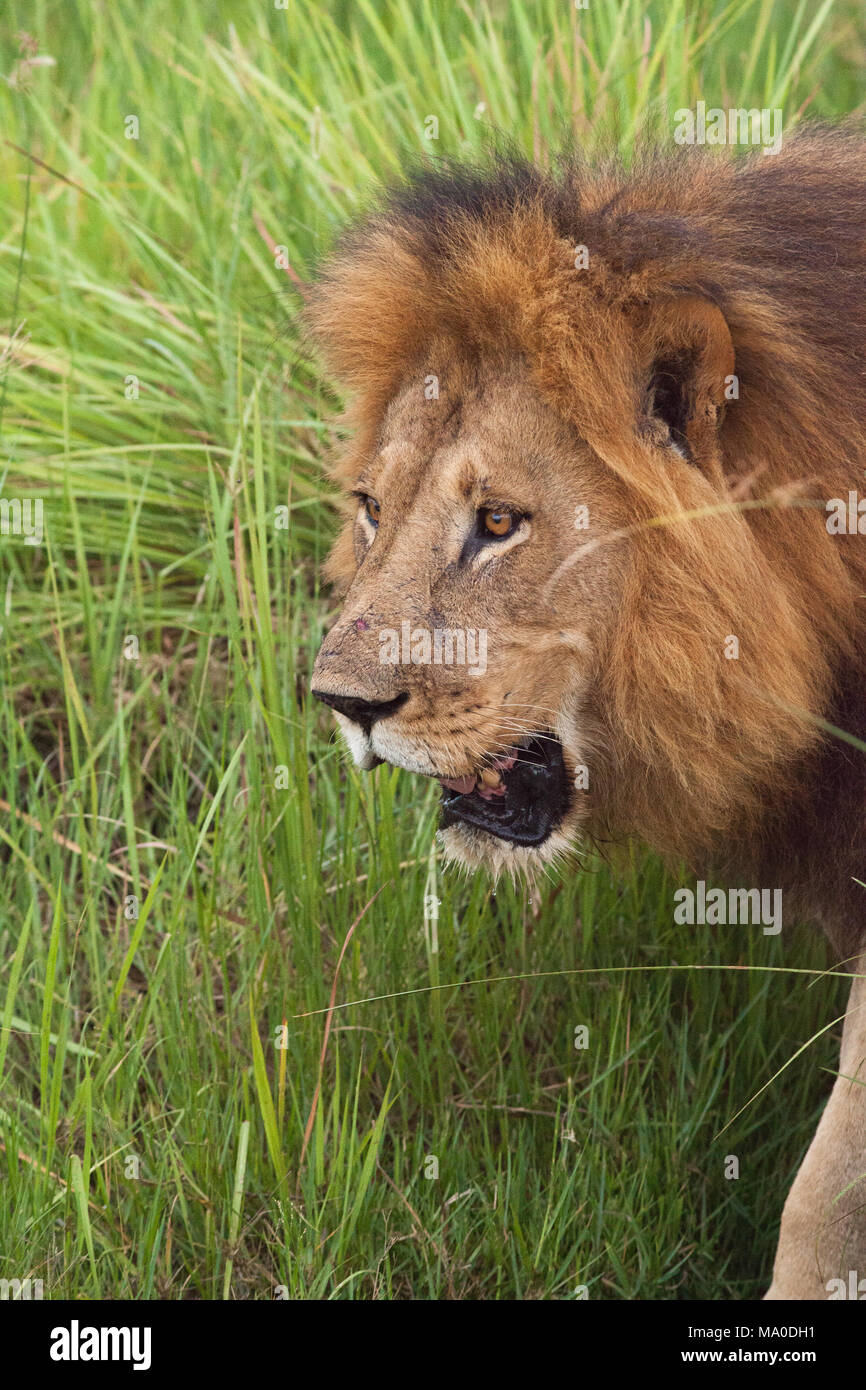 Leone africano (Panthera leo). Maschio adulto. Foto Stock