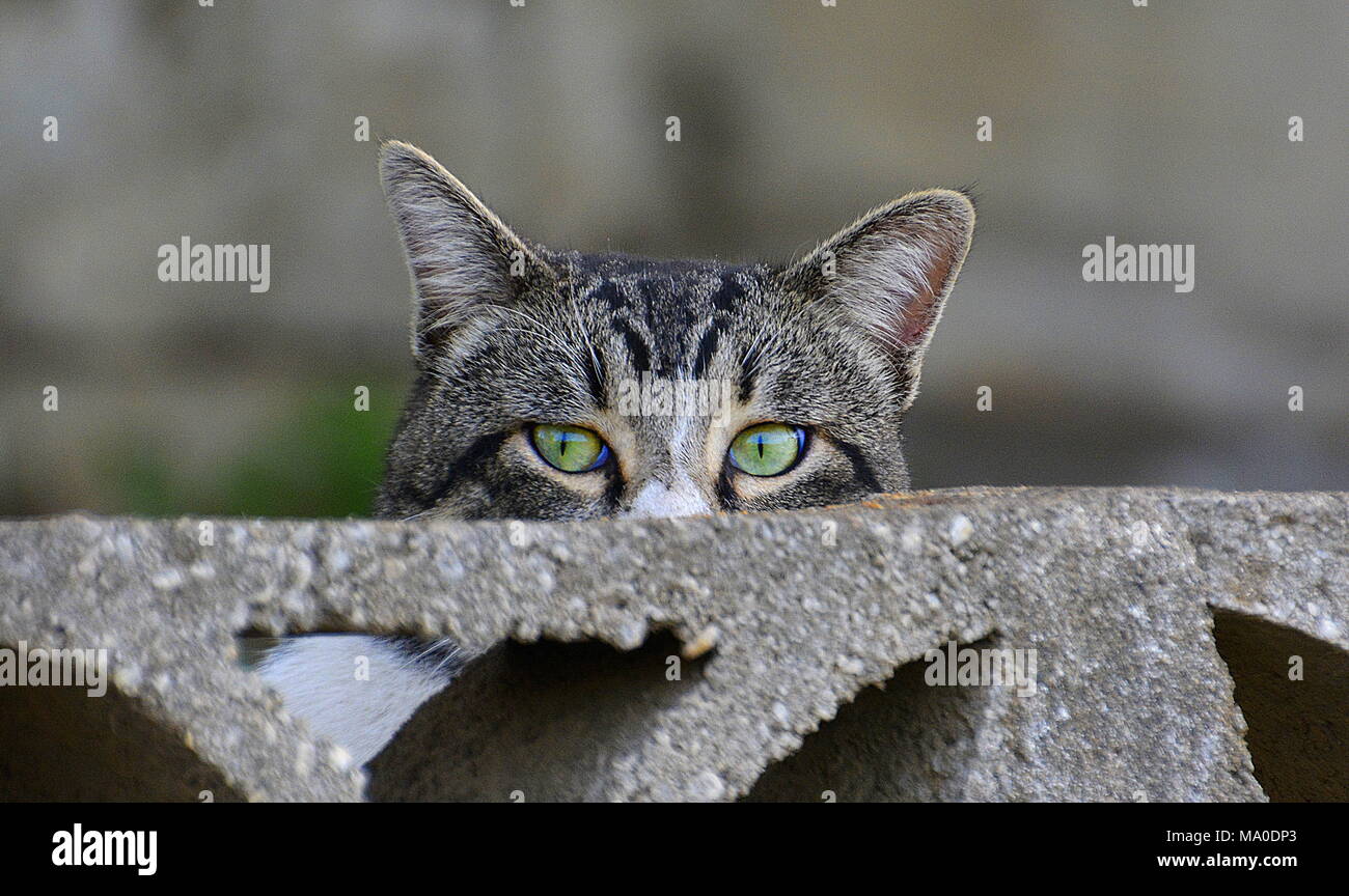 Un tabby gatto con gli occhi verdi cime sopra un muro di cemento. Foto Stock