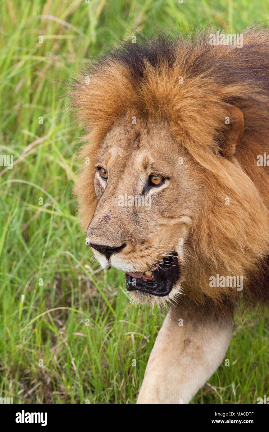 Lion (Panthera leo). Maschio adulto. Okavango Delta. Il Botswana. L'Africa. Foto Stock
