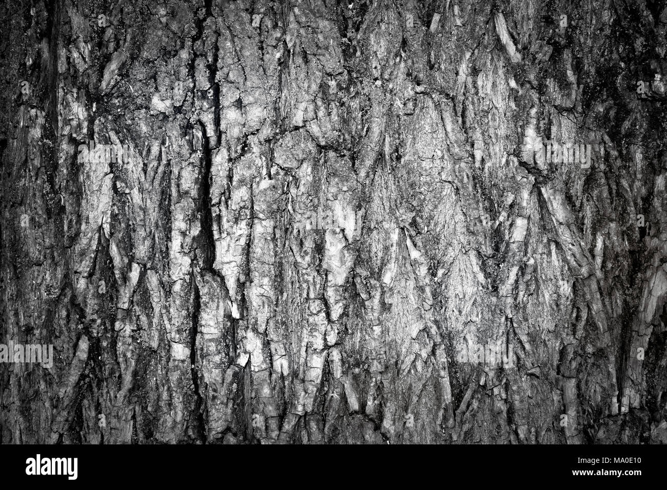 La texture di un albero di close-up. Rilievo e modelli di legno. Materiali di costruzione per la lavorazione del legno Foto Stock