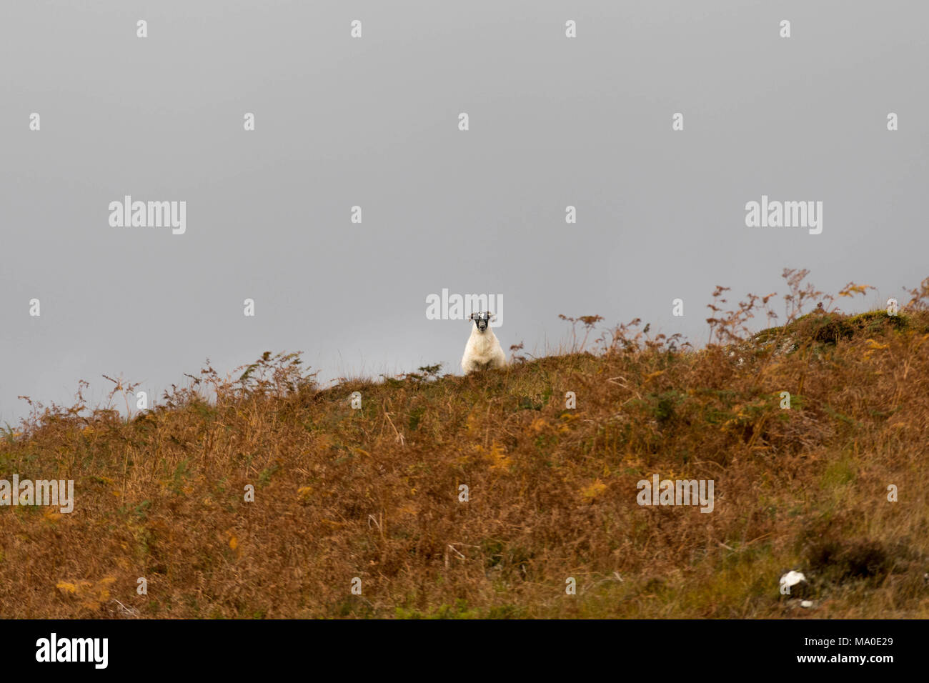 Frontale bianco di ovini in marrone Highlands scozzesi Foto Stock