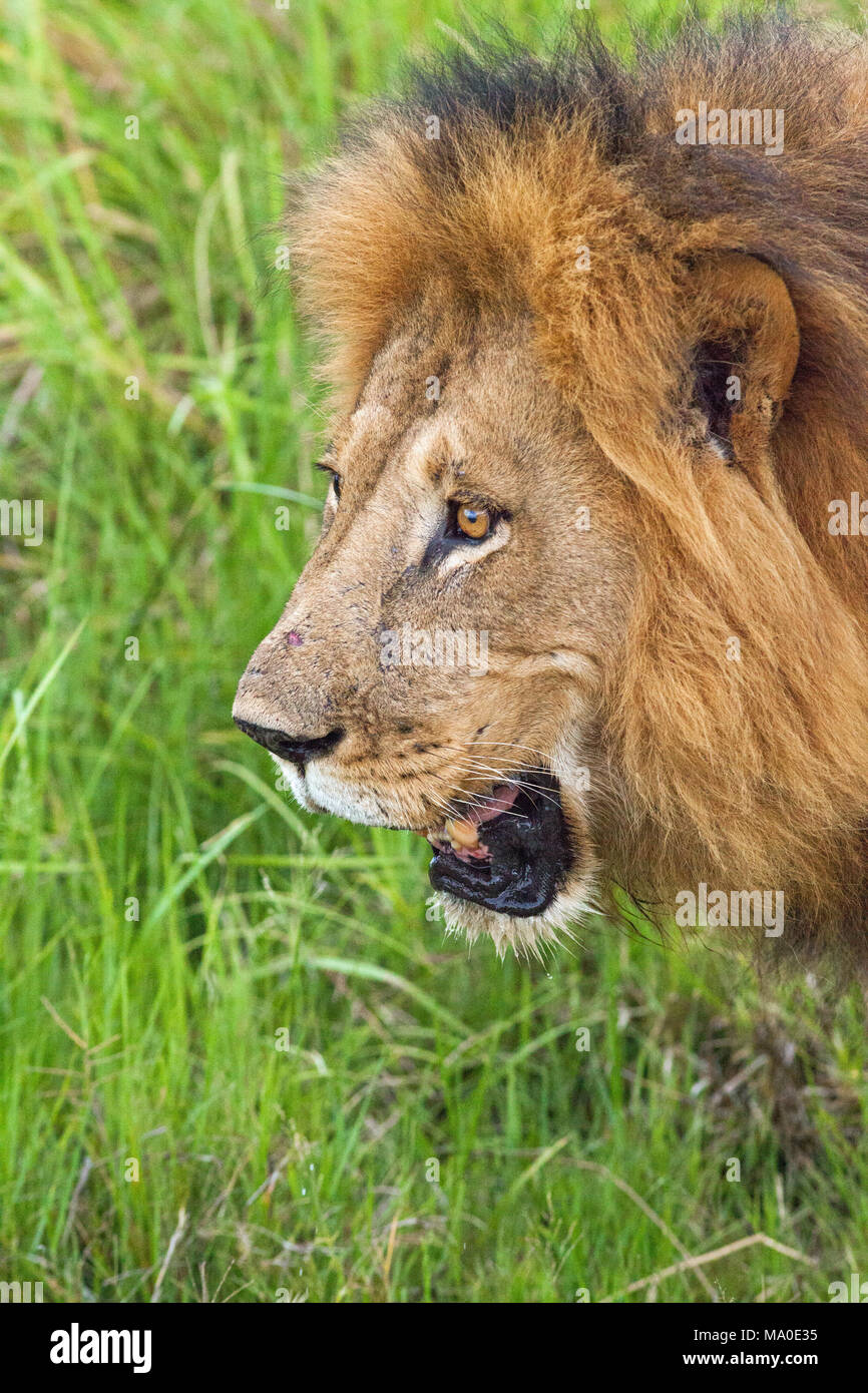 Lion (Panthera leo). Maschio adulto. Profilo di testa. Avvicinando. L'Okavango. Il Botswana. L'Africa. Foto Stock