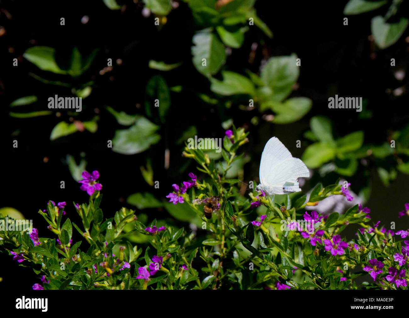 Farfalla bianca di fronte a fiori viola e foglie verdi Foto Stock
