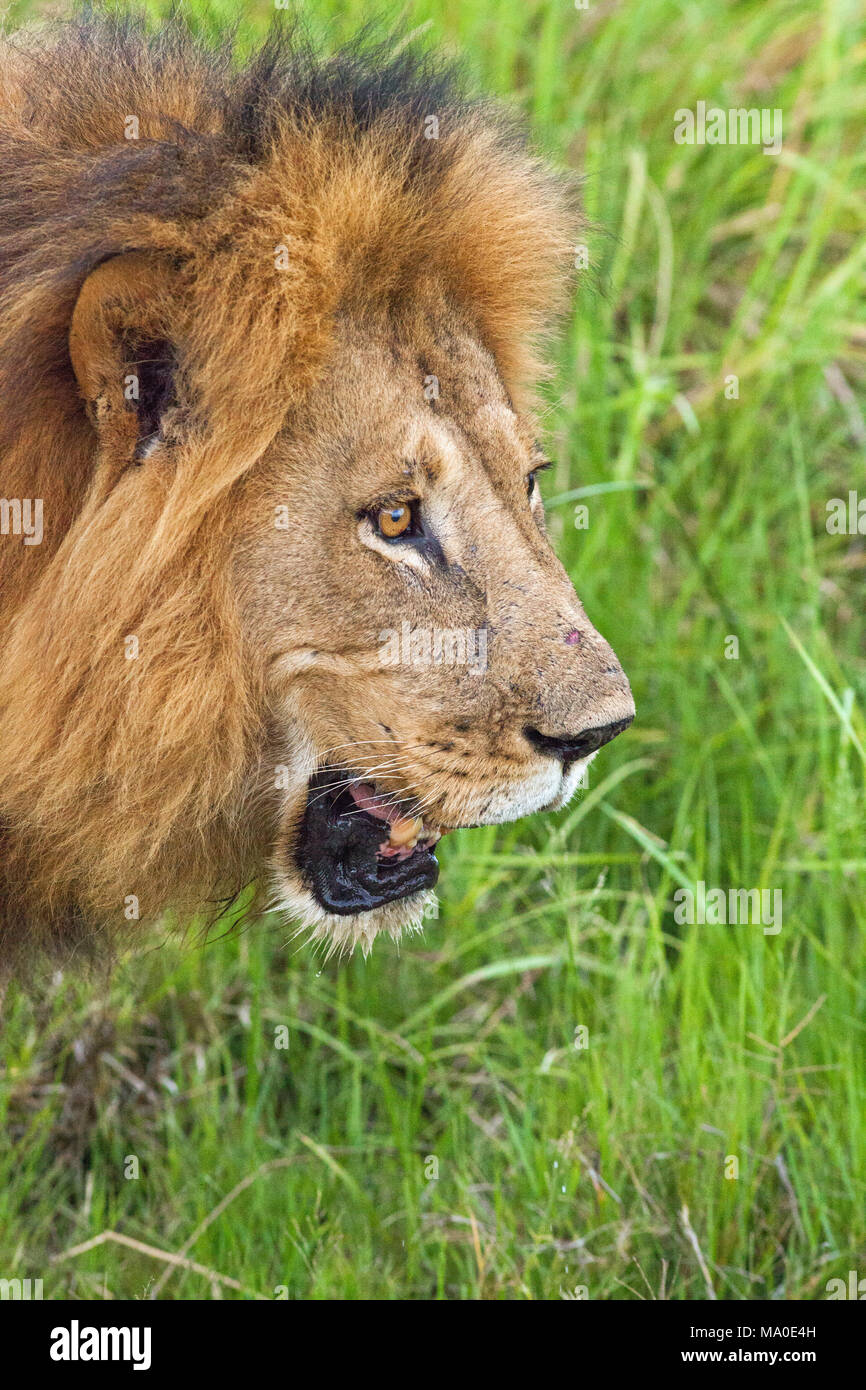 Lion (Panthera leo). Maschio adulto. Profilo di testa. Avvicinando. L'Okavango. Il Botswana. L'Africa. Foto Stock
