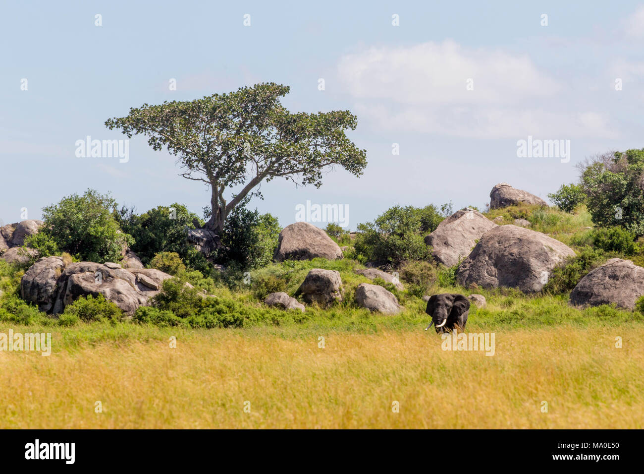 Elefante africano in erba verde nella parte anteriore delle rocce, alberi e cielo blu Foto Stock