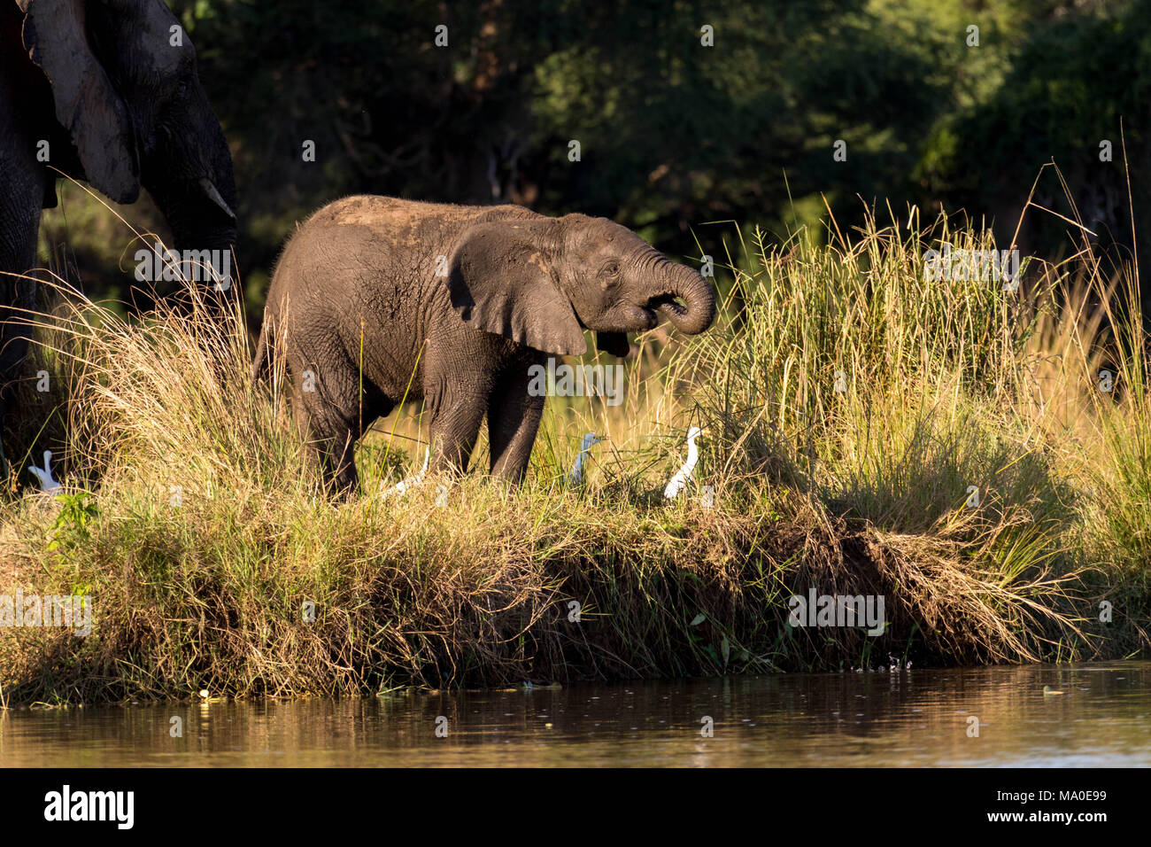 Giovane Elefante Acqua Potabile al Riverside accanto al vecchio elefante e qualche bianco anatre Foto Stock