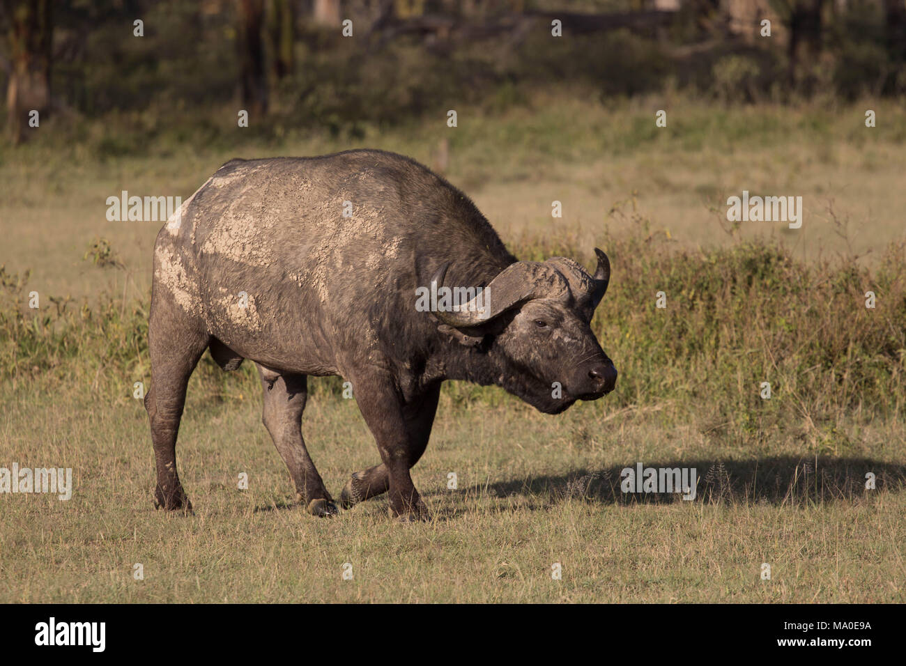 African Buffalo Shot dal lato camminare su praterie Foto Stock